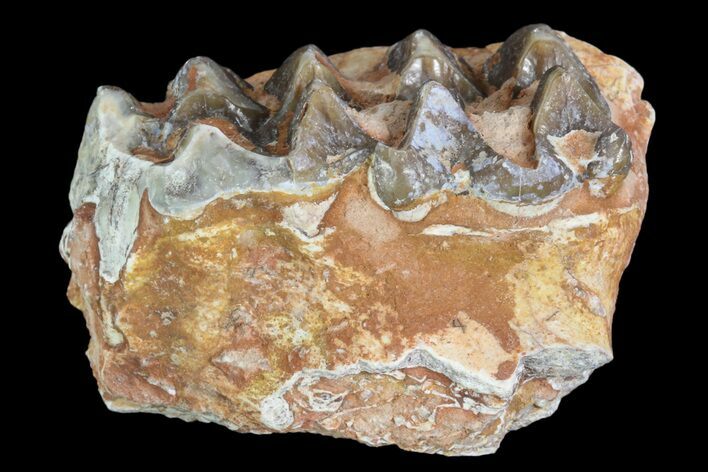 Oreodont Jaw Section With Teeth - South Dakota #82183